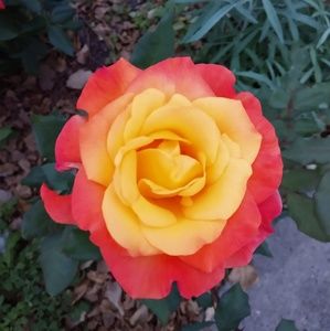 Meet your Posher, Adelita g